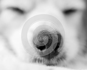 Close-up of adorable sleeping dog`s nose and face. Black and white image